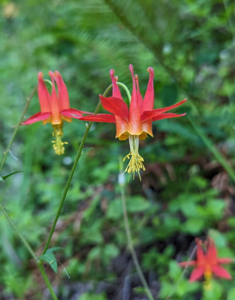 Aquilegia formosa - western columbine