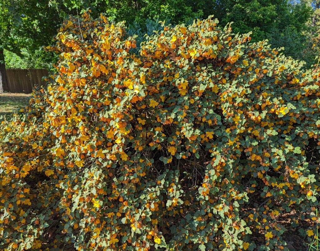 Fremontodendron 'Ken Taylor' - flannel bush