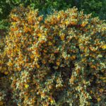 Fremontodendron 'Ken Taylor' - flannel bush