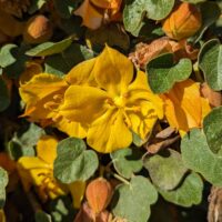 Fremontodendron ‘Ken Taylor’