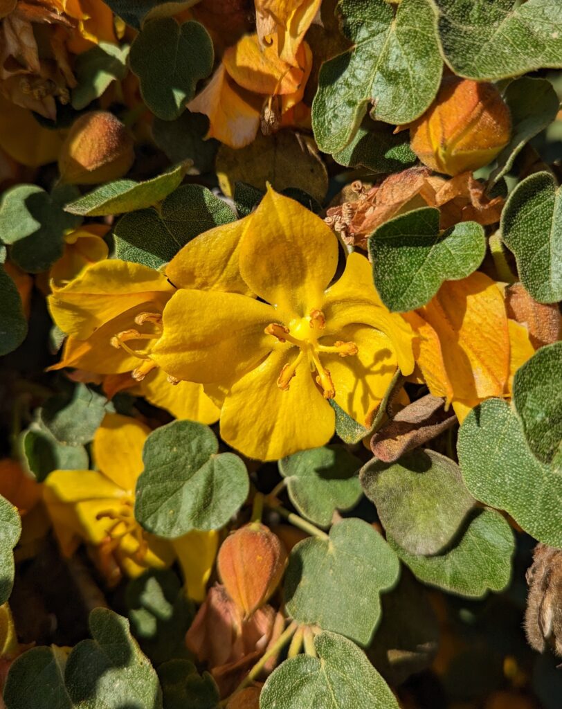 Fremontodendron 'Ken Taylor' - flannel bush