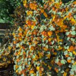 Fremontodendron 'Ken Taylor' - flannel bush