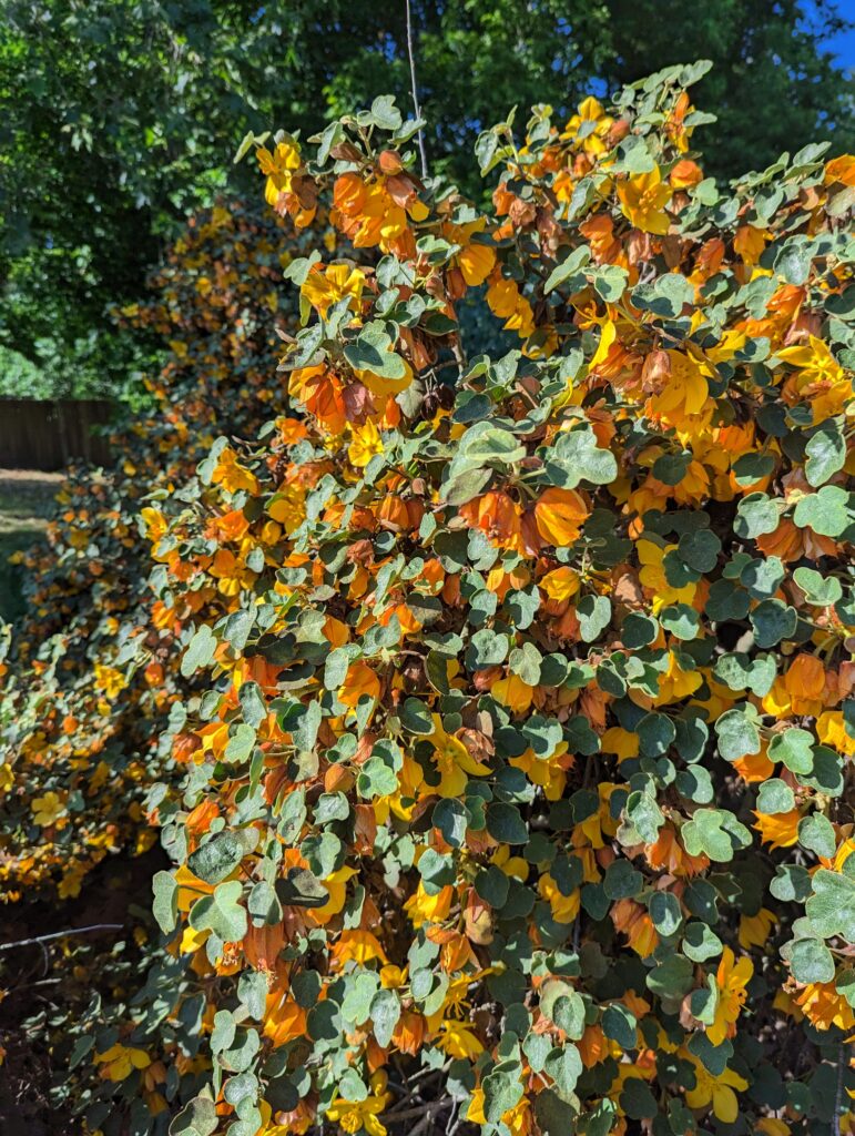 Fremontodendron 'Ken Taylor' - flannel bush