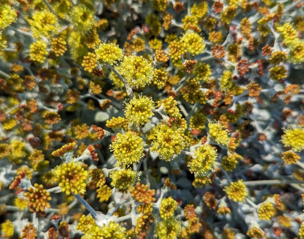 Eriogonum crocatum - saffron buckwheat