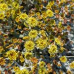 Eriogonum crocatum - saffron buckwheat