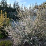 Malacothamnus fremontii - fremont's bush mallow