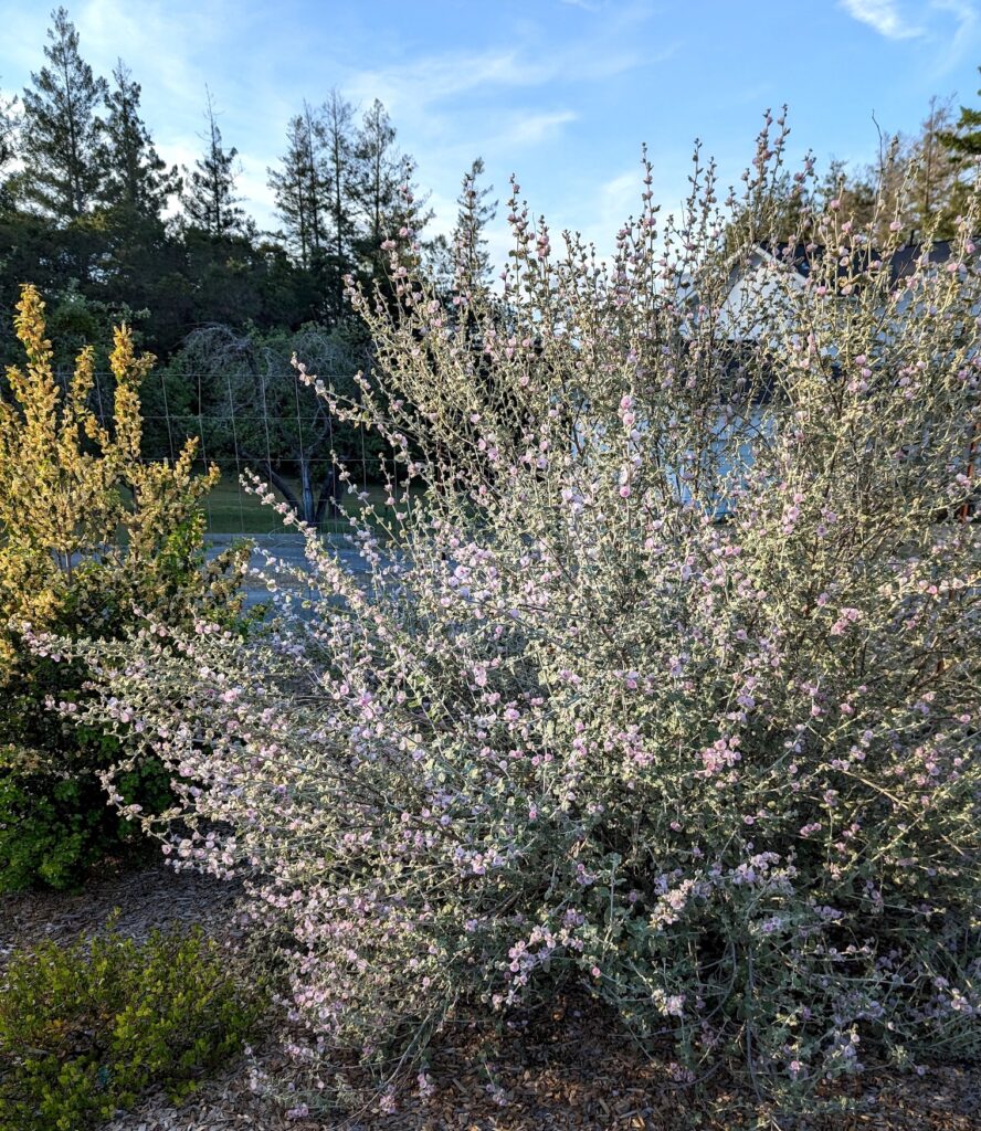 Malacothamnus fremontii - fremont's bush mallow