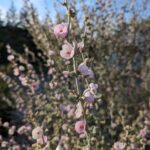 Malacothamnus fremontii - fremont's bush mallow