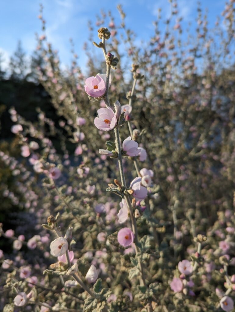 Malacothamnus fremontii - fremont's bush mallow