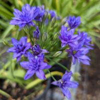 Triteleia laxa ‘Aquarius’