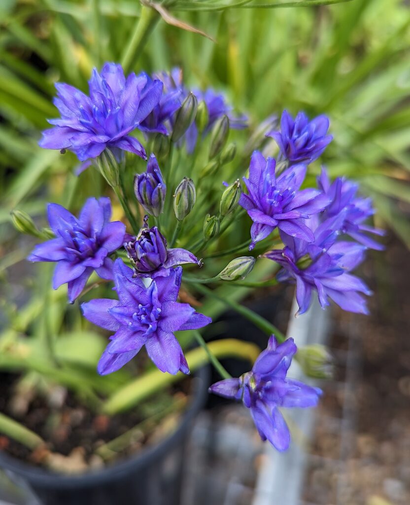 Triteleia laxa 'Aquarius' - double-flowered Ithuriel's spear