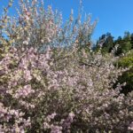 Malacothamnus fremontii - fremont's bush mallow