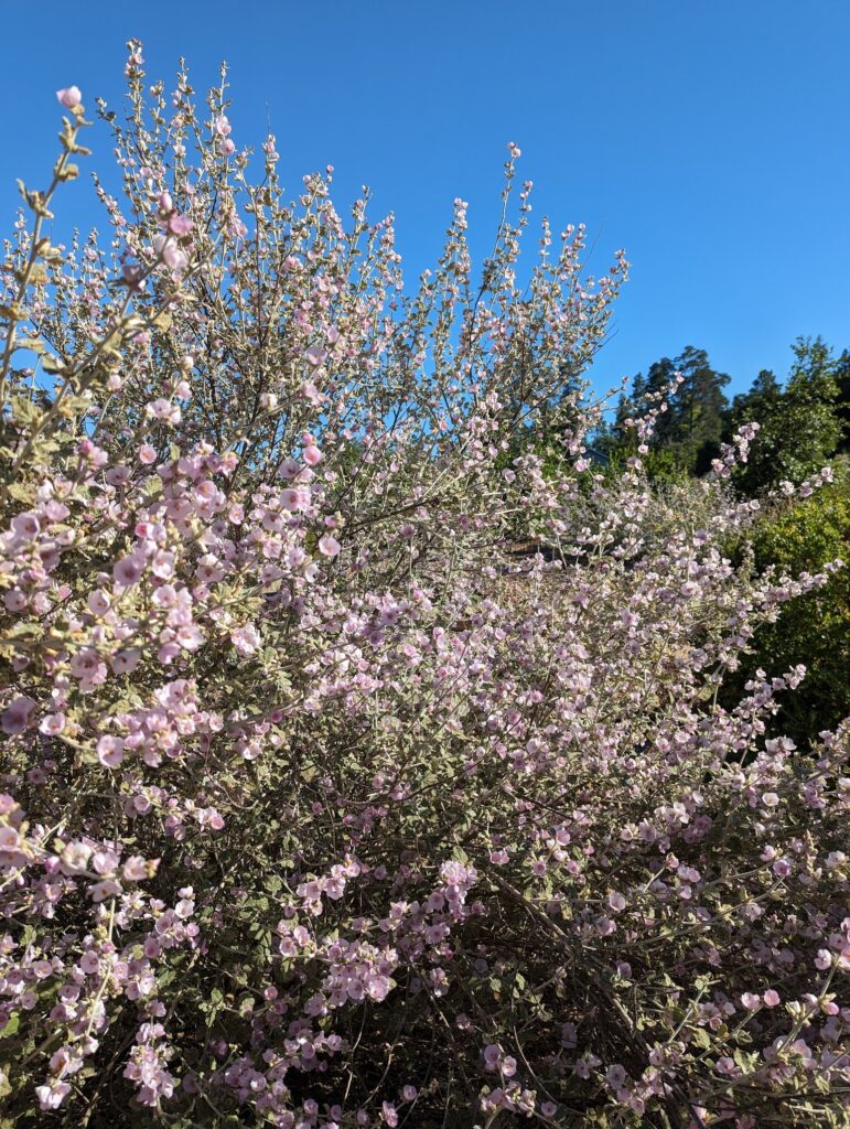 Malacothamnus fremontii - fremont's bush mallow