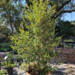 Cercocarpus betuloides var. blancheae - Island mountain mahogany