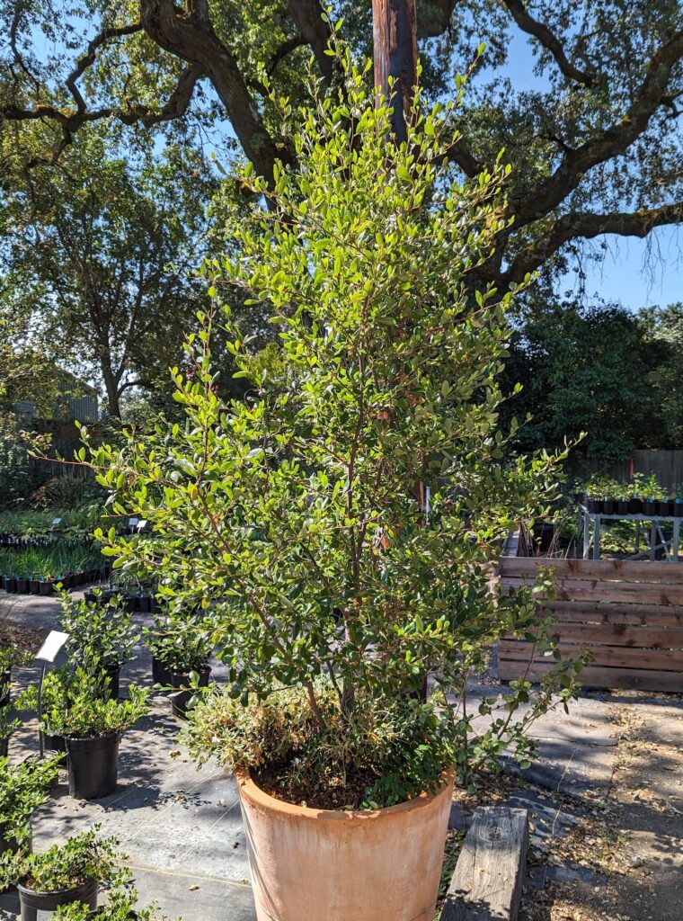 Cercocarpus betuloides var. blancheae - Island mountain mahogany