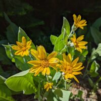 Wyethia mollis - mountain mule ears