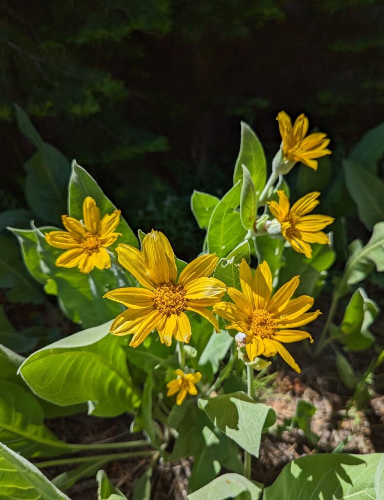 Wyethia mollis - mountain mule ears
