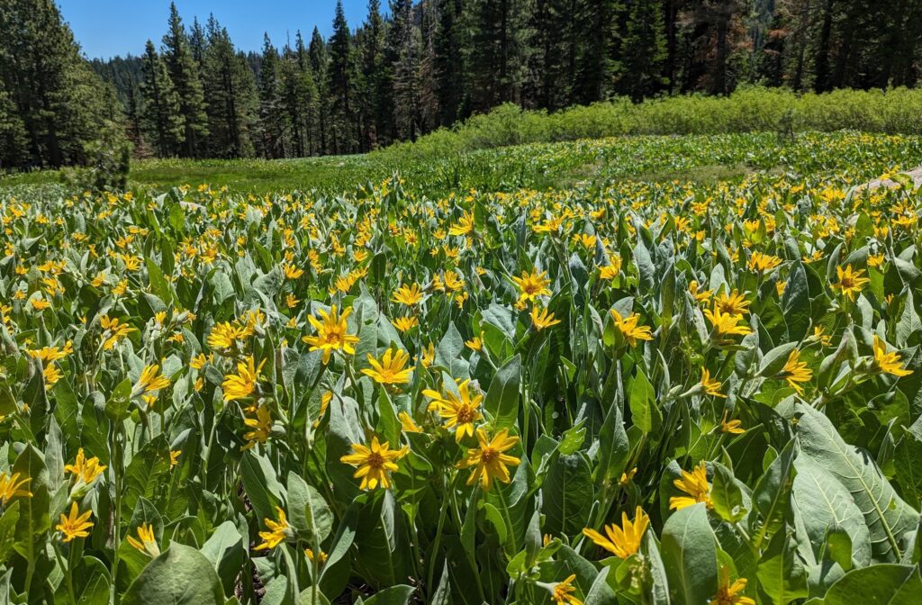 Wyethia mollis - mountain mule ears