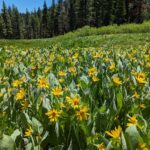 Wyethia mollis - mountain mule ears