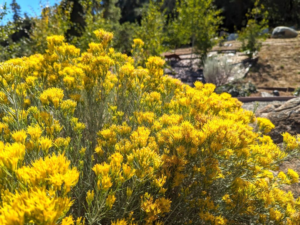 Ericameria nauseosa - showy rabbitbrush