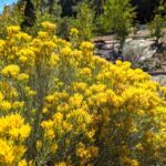 Ericameria nauseosa - showy rabbitbrush