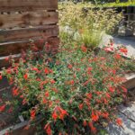 Epilobium canum 'Calistoga' - California fuchsia