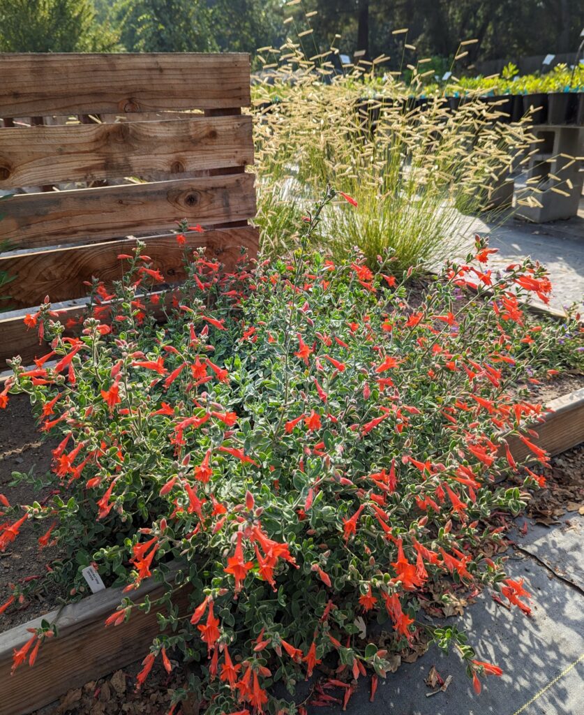 Epilobium canum 'Calistoga' - California fuchsia