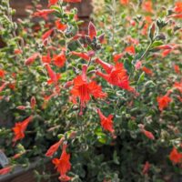Epilobium canum ‘Calistoga’