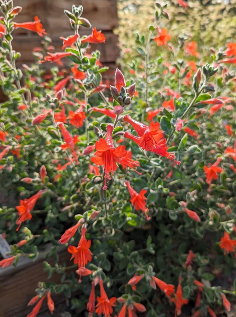 Epilobium canum 'Calistoga' - California fuchsia