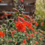 Epilobium canum 'Calistoga' - California fuchsia