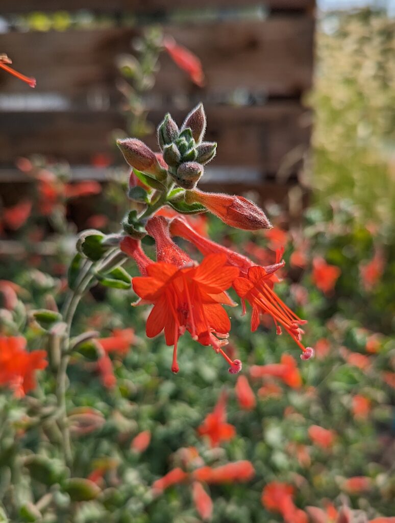Epilobium canum 'Calistoga' - California fuchsia
