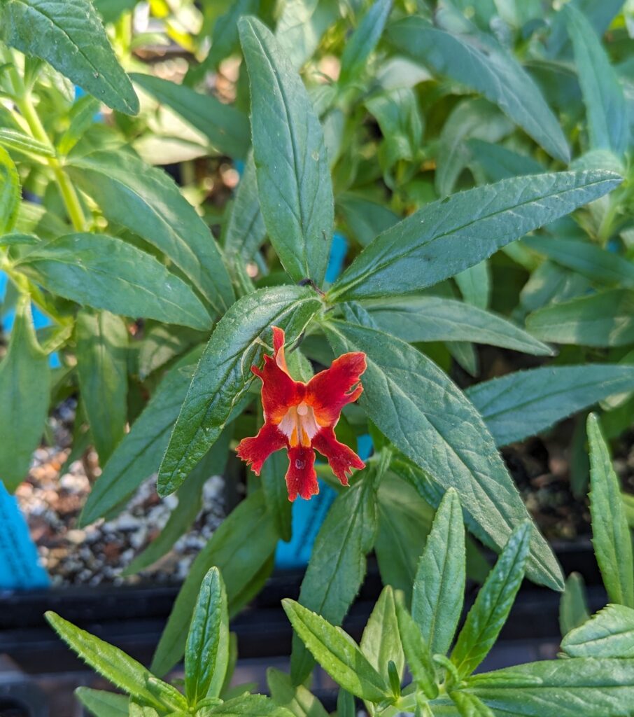 Diplacus (Mimulus) longiflorus - Santa Susana monkeyflower