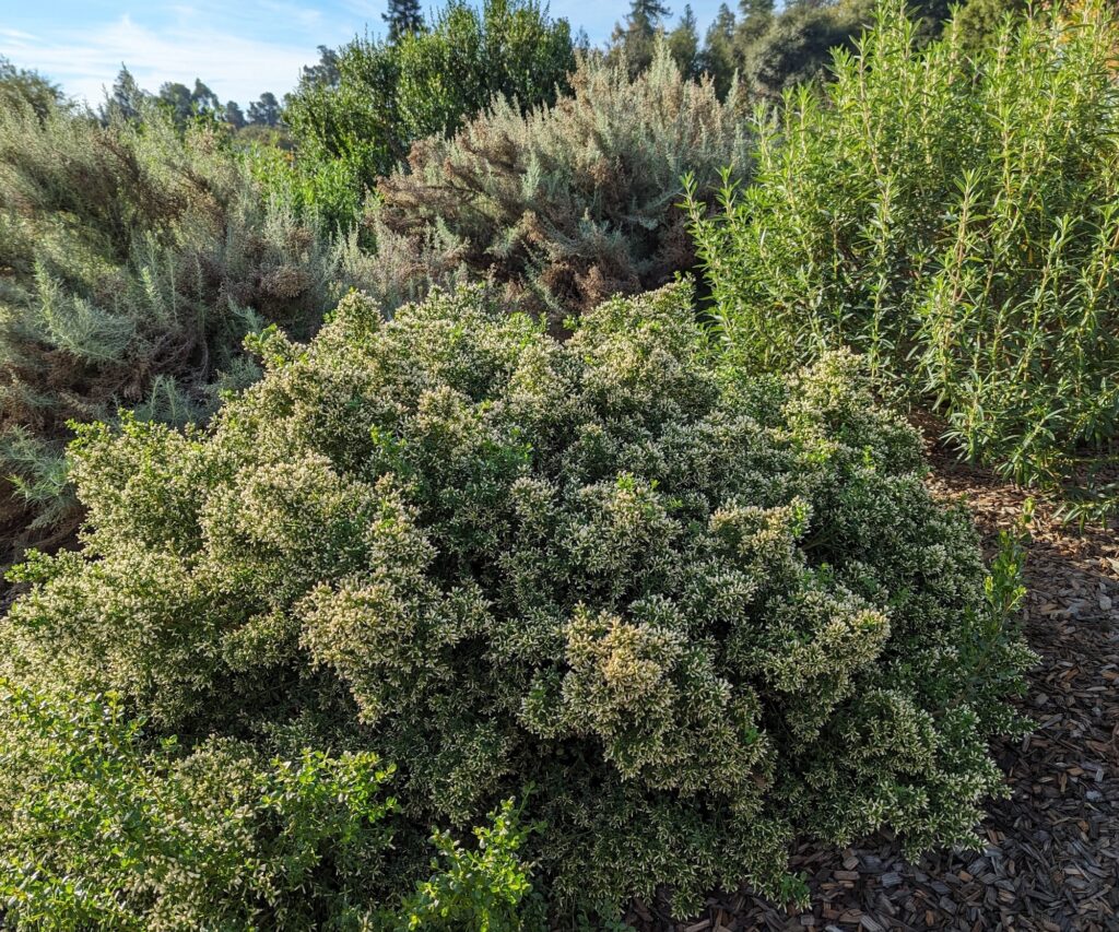 Baccharis pilularis 'Mayacama Mound' - low coyote bush