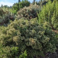 Baccharis pilularis ‘Mayacama Mound’
