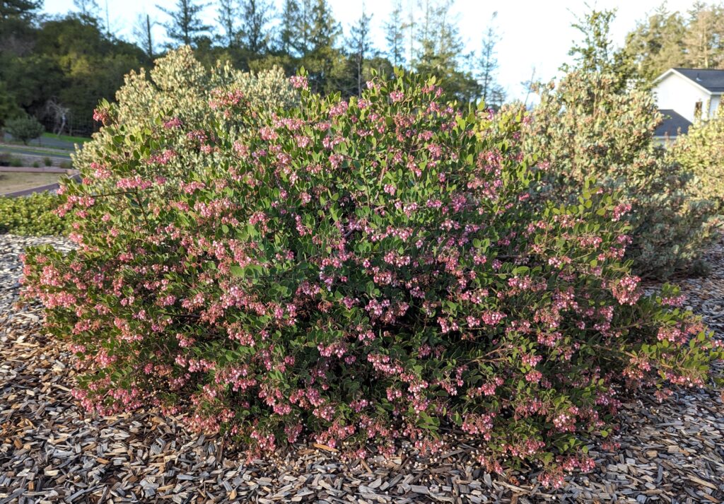 Arctostaphylos montereyensis - Monterey manzanita