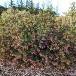Arctostaphylos montereyensis - Monterey manzanita