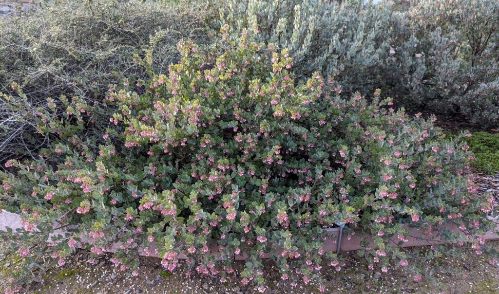 Arctostaphylos 'John Dourley' - manzanita