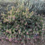 Arctostaphylos 'John Dourley' - manzanita