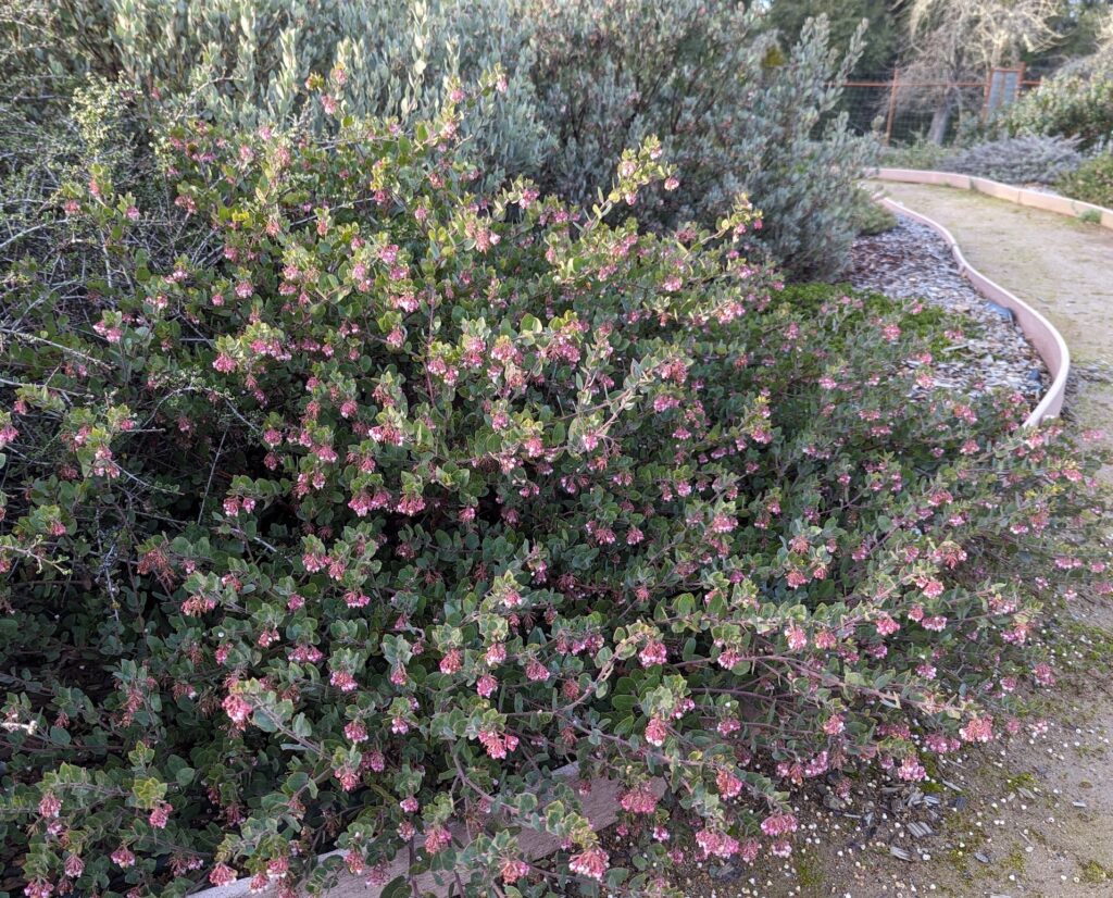 Arctostaphylos 'John Dourley' - manzanita