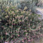 Arctostaphylos 'John Dourley' - manzanita
