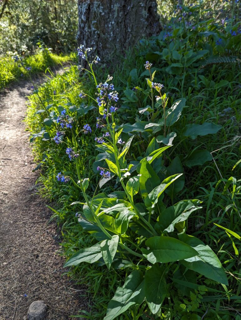 Adelinia (Cynoglossum) grandis - Pacific hound's tongue