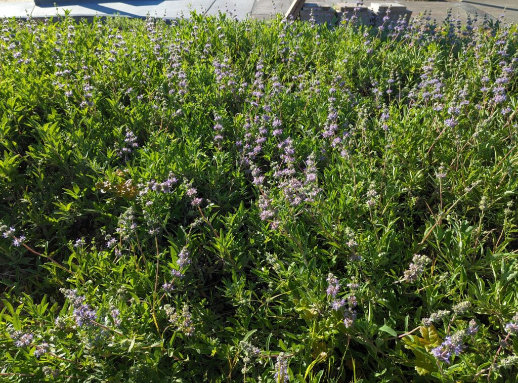 Salvia 'Bee's Bliss' - sage