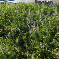 Salvia ‘Bee’s Bliss’