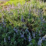 Salvia 'Bee's Bliss' - sage