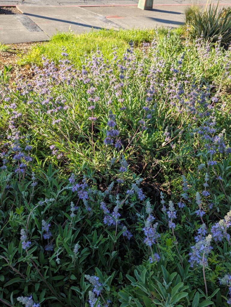 Salvia 'Bee's Bliss' - sage