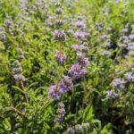 Salvia 'Bee's Bliss' - sage