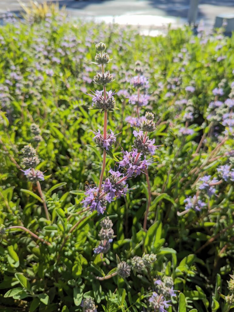 Salvia 'Bee's Bliss' - sage