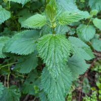 Urtica dioica