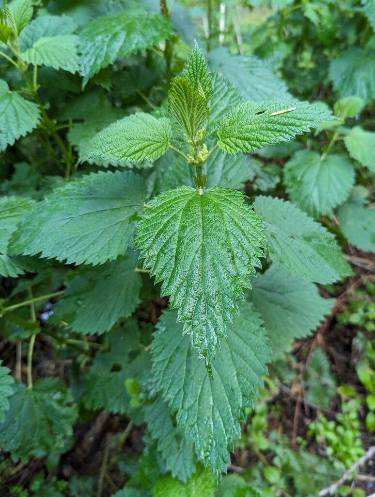 Urtica dioica - stinging nettle