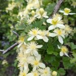Clematis lasiantha - chaparral clematis